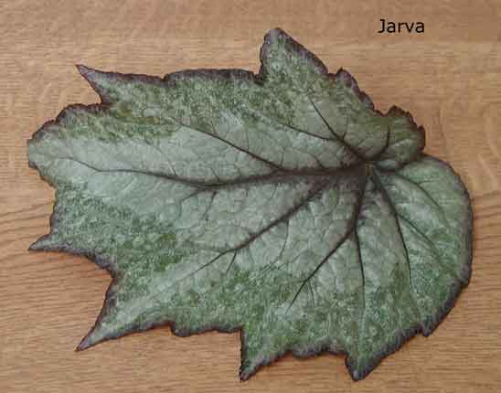 B. ‘Jarva’